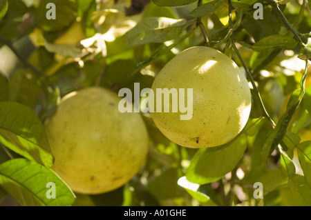 Giant grapefruit fruits hanging on a leafy branch under sunlight in Darjeeling, West Bengal, India. Fresh citrus pomelo growing in an orchard. Stock Photo