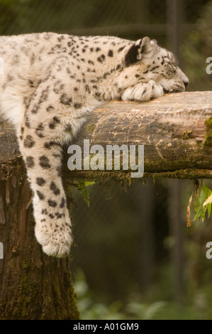A Snow Leopard Panthera Unica resting peacefully on a thick log. This beautiful big cat is shown sleeping with one large paw dangling. Stock Photo