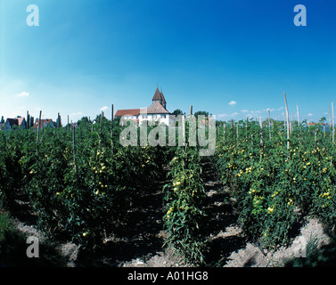 Stiftskirche St. Peter und Paul, Gemueseanbau, Gemuesefeld, Tomatenanbau, Insel Reichenau, Reichenau-Niederzell, Bodensee, Baden-Wuerttemberg Stock Photo