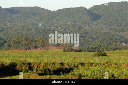 Sugarcane field Stock Photo