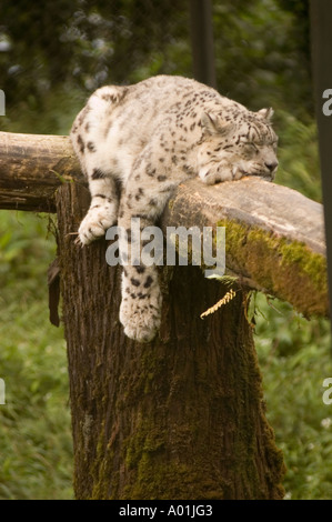 Snow Leopard Panthera Unica sleeping on a wooden log in its enclosure, surrounded by green foliage. Stock Photo