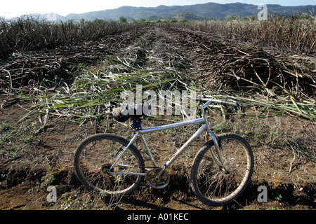 A worker's bicycle is parked at the edge of a partially harvested sugarcane field. Stock Photo