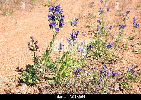 Patterson s curse hi-res stock photography and images - Alamy