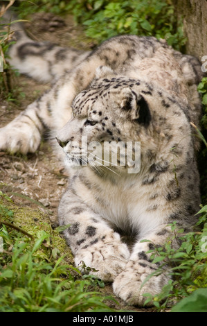 A majestic Snow Leopard Panthera Unica resting on the ground in its natural habitat, surrounded by green foliage and earth. Stock Photo