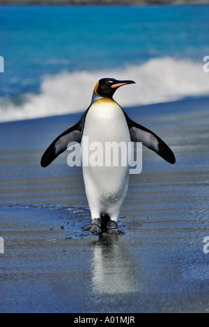 King Penguin (Aptenodytes patagonicus) the second largest penguin in ...