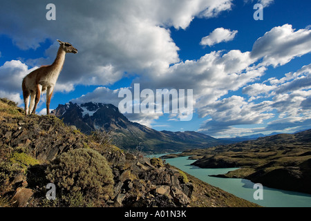 Guanaco Lama guanicoe Guanaco standing on hillside Torres del Paine National Park Chile South America Stock Photo