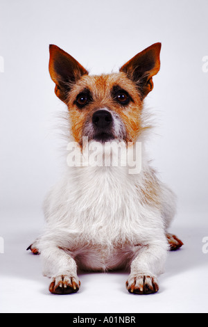 Cross Breed Dog portrait with white studio background Stock Photo - Alamy
