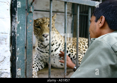 RSC0493 Zoo keeper man playing with the caged Leopard in Gandhi Nagar Gujarat India Stock Photo