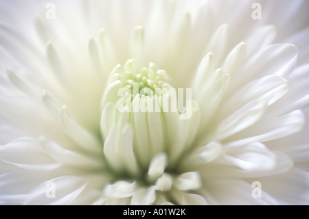 White chrysanthemum close up Chrysanthemum hortorum Biała chryzantema Stock Photo
