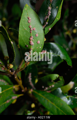 Leaf Scale Insect on Laurus nobilis Common Bay tree Stock Photo - Alamy