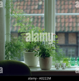 Close-up of pale pink miniature rose in pot on windowsill with green ferns in pot Stock Photo