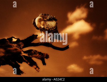 Vulture Stock Photo