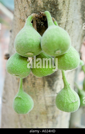 Green fruits of Edible Fig tree ficus carica growing on a trunk in West Bengal, India. Close-up of unripe figs in their natural habitat. Stock Photo