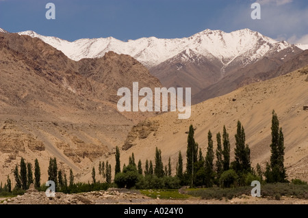 Poplar trees on bank of Indus river in Phyang village with snow capped rock mountains in background near Leh Ladakh India Stock Photo