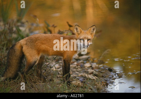 Red fox (Vulpes fulva) by lake at sunset, Midwest USA Stock Photo