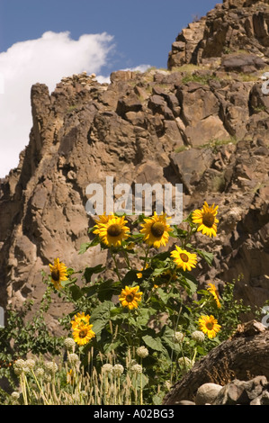 Sunflowers in Dha Hanu village with blue sky Indus valley Ladakh ...