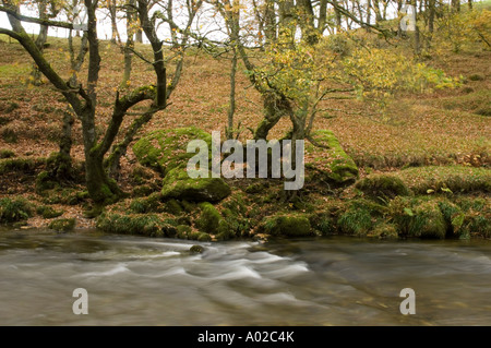 River Wye + Oak woodlands fall autumn october near Rhayader Powys mid wales Stock Photo