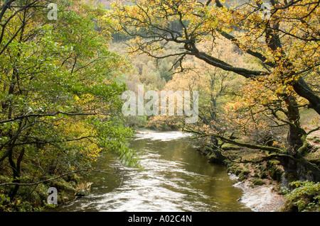 River Wye + Oak woodlands fall autumn october near Rhayader Powys mid wales Stock Photo