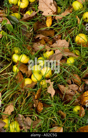 Crab apples fallen on oak leaf littered ground by the River Wye near Rhayader Powys mid wales Stock Photo