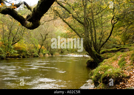 The River Wye and  Oak woodlands fall autumn october daytime near Rhayader Powys mid wales Stock Photo