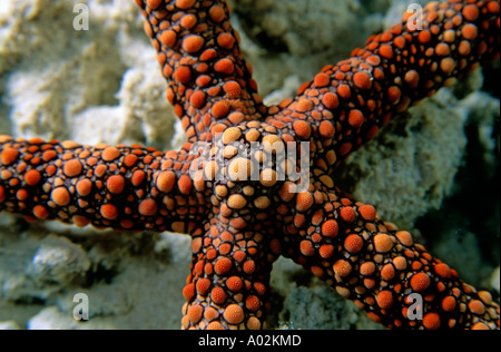 New caledonia noumea lagoon snark forest a starfish on a coral reefs Stock Photo