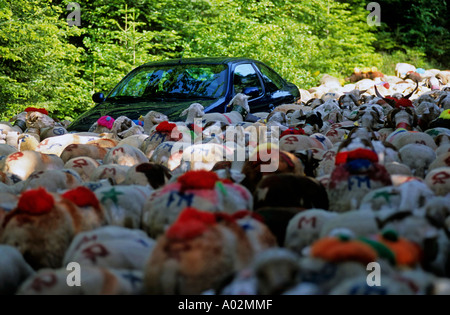 France Provence Gard L Esperou Car Blocked By A Flock Of Sheep Leaving L Esperou Village For Summer Transhumance Stock Photo