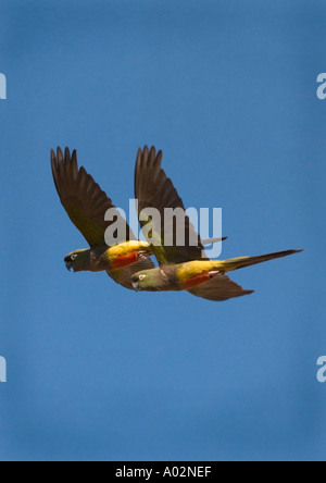 Burrowing parrots (Cyanoliseus patagonus patagonus) pair in coordinated flight, Balneario El Condór Argentina Stock Photo
