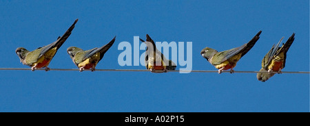 Burrowing Parrots (Cyanoliseus patagonus patagonus) sitting on the wire, Balneario el Condór, Patagonia,  Argentina Stock Photo