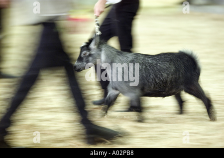 Female Cuacasian teen leading goat 4H competition county fair USA Stock Photo