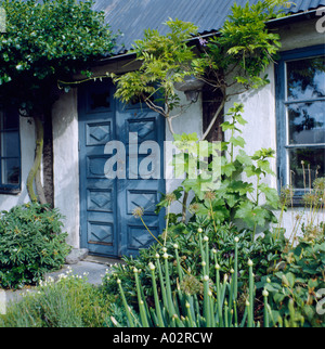 Alliums in border in front of white Swedish cottage with wisteria over carved blue double doors Stock Photo