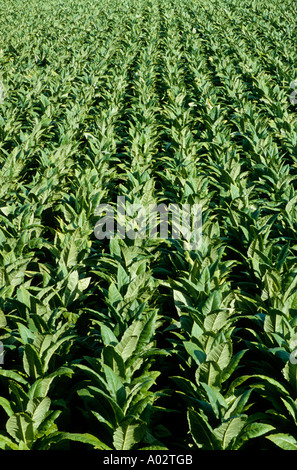 France River Lot Valley Near Cahors Tobacco Field Stock Photo