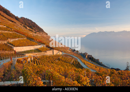 The Swiss vineyards of Lavaux in the late evening sunlight of autumn. Stock Photo
