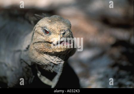 ricords ricord's iguana rock iguana Dominican Republic Lago Enriquillo caribbean nature wildlife lizard reptile open mouth Stock Photo