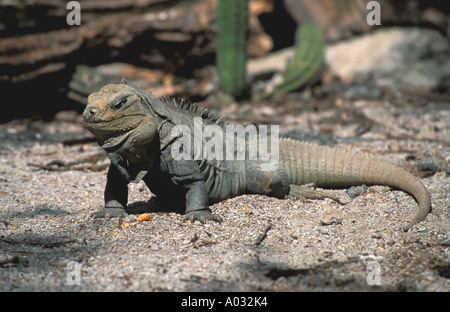 ricords iguana Dominican Republic Lago Enriquillo Isle isla Cabritos National Park endangered species rock iguana Stock Photo