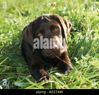 young Labrador Retriever brown lying on meadow Stock Photo