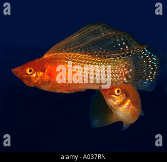 Yucatan Molly (Poecilia velifera). Two individuals in an aquarium Stock Photo