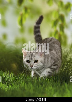 British Shorthair. Kitten stalking in a garden Stock Photo