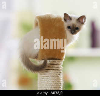 Sacred cat of Burma - kitten on scratching post Stock Photo