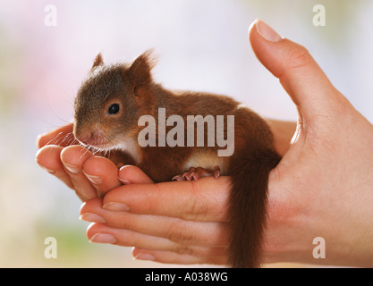 young European red squirrel - on hand Stock Photo