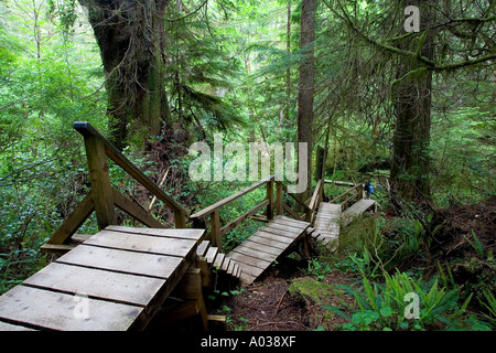 A set of stairs leading down into a dense, old growth forest on Vancouver Island in British Columbia Canada Stock Photo