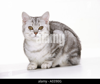 British Shorthair cat - cut out Stock Photo