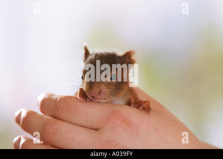 young European red squirrel on hand Stock Photo