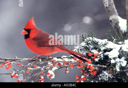 Full profile view of a bright red male Northern cardinal, in winter perched on a snowy holly branch with red berries and evergreen, Missouri, USA Stock Photo