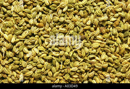 Seeds of Ajwain Ajowan Carum ajowan spice and medicinal plant Stock Photo