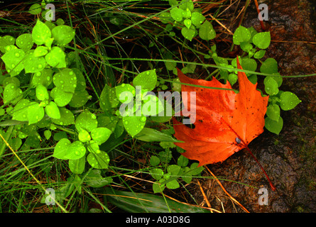 Rain-covered leaves, both green and orange, laying atop craggy rock, in the autumn or fall. Stock Photo