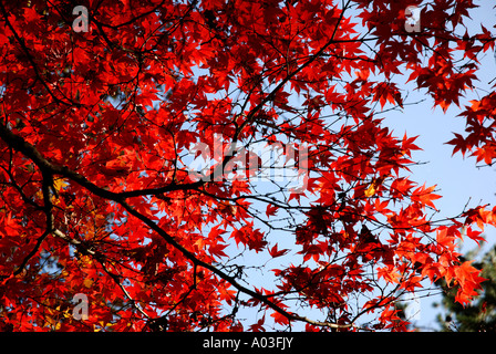 Acer palmatum ATROPURPUREUM in autumn, Westonbirt Arboretum, Gloucestershire, England, UK Stock Photo