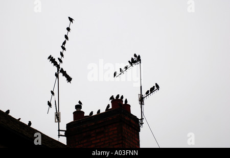 Starlings on television aerials, UK Stock Photo