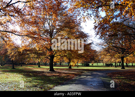 Beech trees in autumn, War Memorial Park, Coventry, West Midlands, England, UK Stock Photo