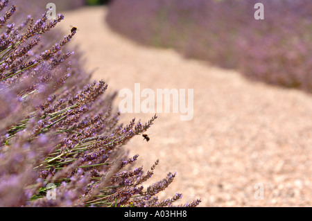 HONEY BEES ON LAVENDER IN THE MILLENNIUM GARDEN AT CASTLE HILL HOUSE DEVON UK Stock Photo