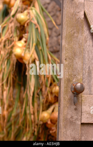 ONIONS HANGING IN THE VICTORIAN WALLED VEGETABLE GARDEN AT OZLEWORTH PARK GLOUCESTERSHIRE UK Stock Photo